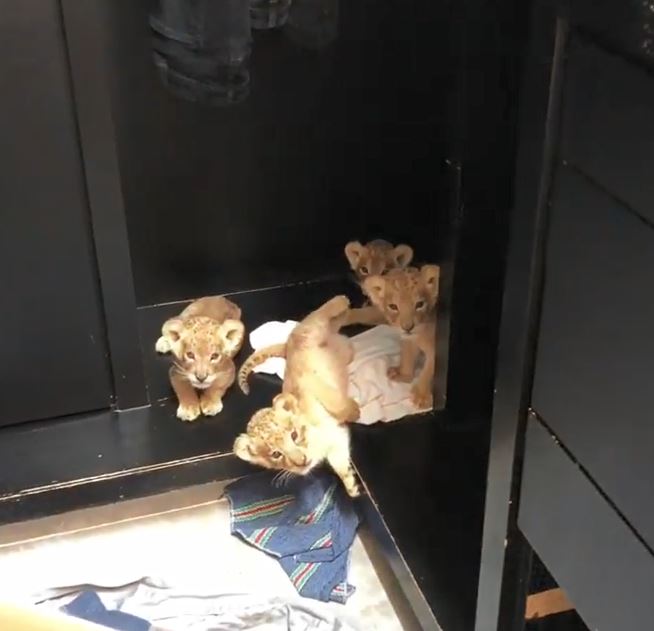軟萌小獅子「奶音狂回：凹」～下秒自動慢消音：這叔叔好奇怪...