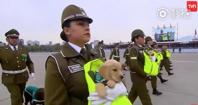 這裡是哪？警犬寶寶第一次參加閱兵大典　「探頭探腦」超呆萌網贊：國家的安全交給你們了！