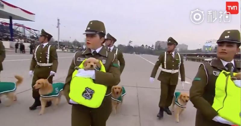 這裡是哪？警犬寶寶第一次參加閱兵大典　「探頭探腦」超呆萌網贊：國家的安全交給你們了！