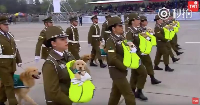 這裡是哪？警犬寶寶第一次參加閱兵大典　「探頭探腦」超呆萌網贊：國家的安全交給你們了！