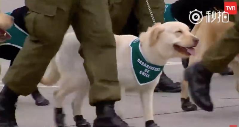 這裡是哪？警犬寶寶第一次參加閱兵大典　「探頭探腦」超呆萌網贊：國家的安全交給你們了！
