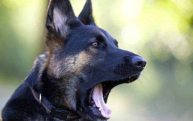 讀懂了狗狗的這10個小動作，就能讓你和愛犬的親密度成倍增長
