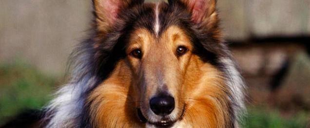 讀懂了狗狗的這10個小動作，就能讓你和愛犬的親密度成倍增長