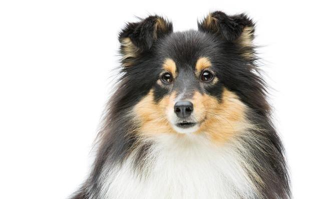 讀懂了狗狗的這10個小動作，就能讓你和愛犬的親密度成倍增長