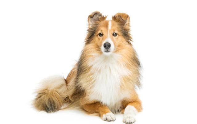 讀懂了狗狗的這10個小動作，就能讓你和愛犬的親密度成倍增長