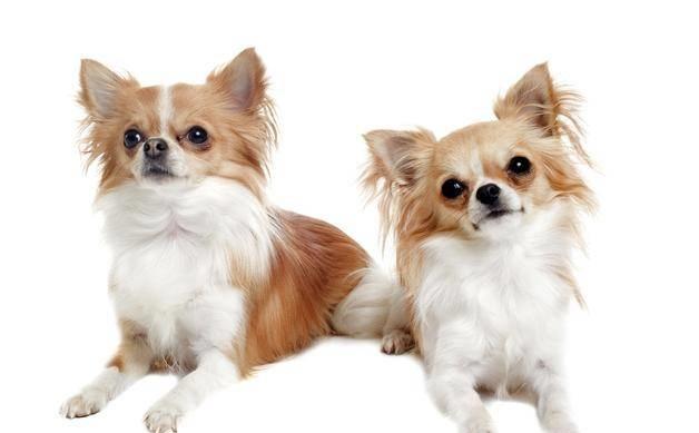 讀懂了狗狗的這10個小動作，就能讓你和愛犬的親密度成倍增長