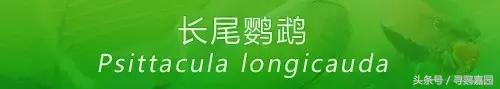 中國原生的七種鸚鵡，如今國內瀕危，卻在國外成災，被列入害鳥