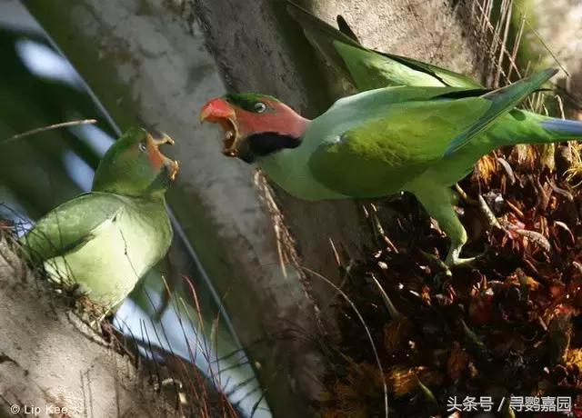 中國原生的七種鸚鵡，如今國內瀕危，卻在國外成災，被列入害鳥