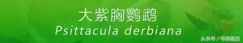 中國原生的七種鸚鵡，如今國內瀕危，卻在國外成災，被列入害鳥