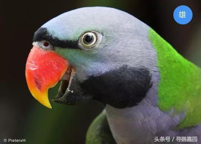 中國原生的七種鸚鵡，如今國內瀕危，卻在國外成災，被列入害鳥