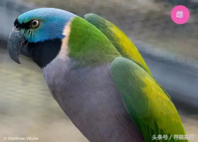 中國原生的七種鸚鵡，如今國內瀕危，卻在國外成災，被列入害鳥