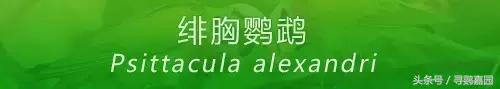 中國原生的七種鸚鵡，如今國內瀕危，卻在國外成災，被列入害鳥