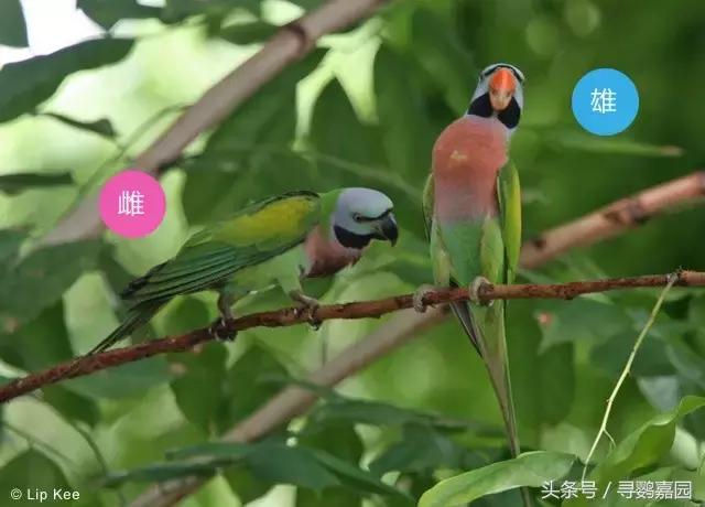 中國原生的七種鸚鵡，如今國內瀕危，卻在國外成災，被列入害鳥