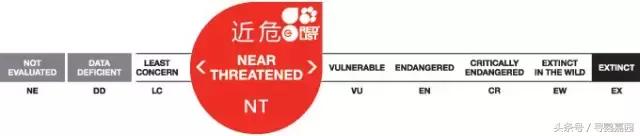 中國原生的七種鸚鵡，如今國內瀕危，卻在國外成災，被列入害鳥