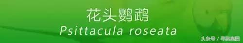 中國原生的七種鸚鵡，如今國內瀕危，卻在國外成災，被列入害鳥