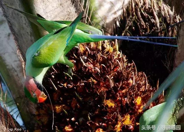 中國原生的七種鸚鵡，如今國內瀕危，卻在國外成災，被列入害鳥