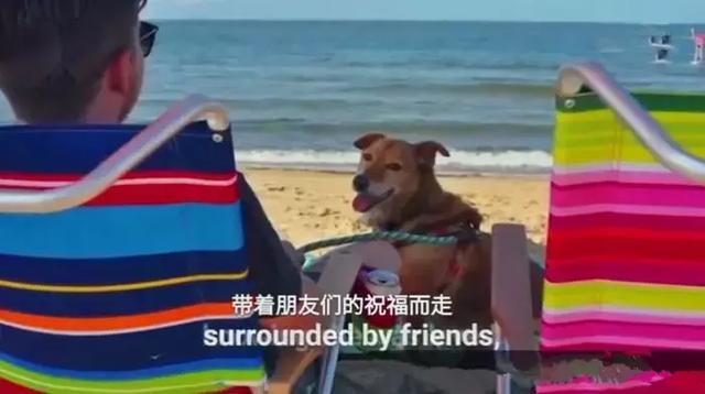 被困樹下十二年，獲得自由後卻只能活2周的狗狗，為何安然離世？