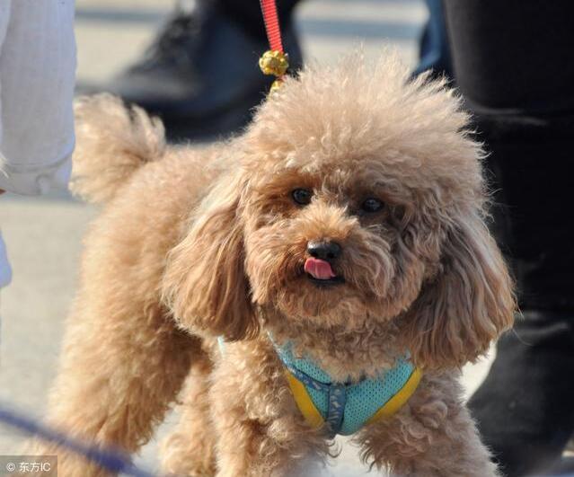 說泰迪犬難養的，卻不知道有這5個好處，養了沒後悔過！
