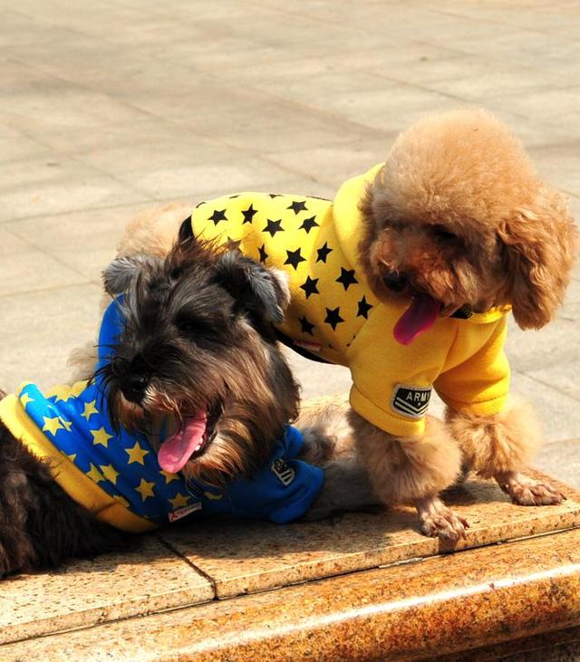 說泰迪犬難養的，卻不知道有這5個好處，養了沒後悔過！