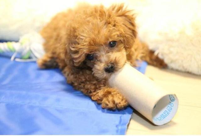 說泰迪犬難養的，卻不知道有這5個好處，養了沒後悔過！