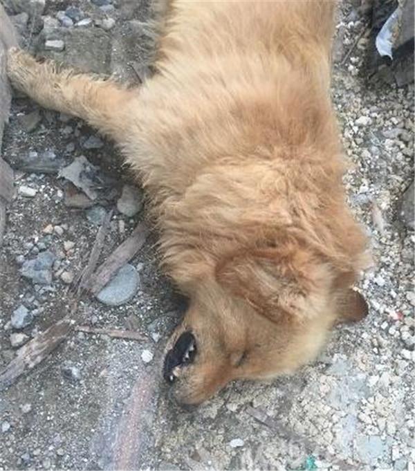 狗狗早上死去，打開它的嘴巴後，主人失聲痛哭