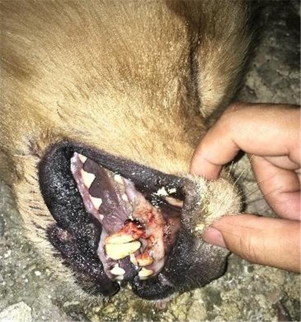 狗狗早上死去，打開它的嘴巴後，主人失聲痛哭