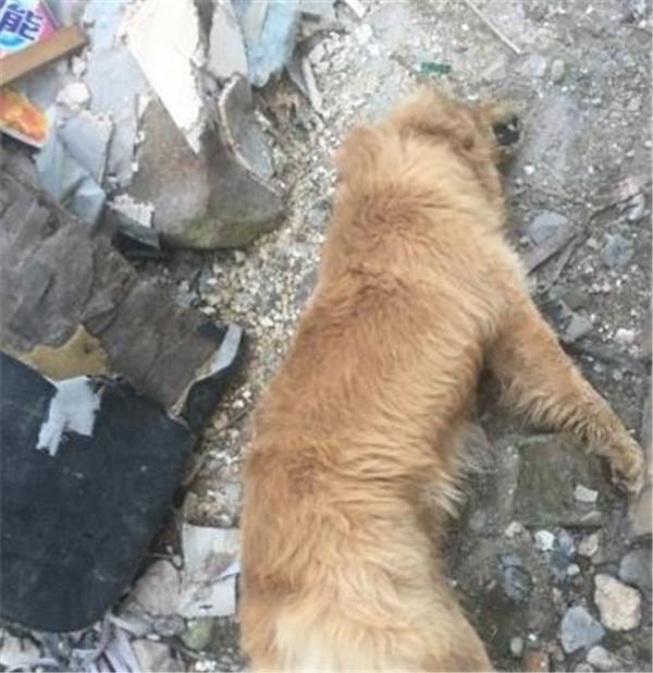 狗狗早上死去，打開它的嘴巴後，主人失聲痛哭