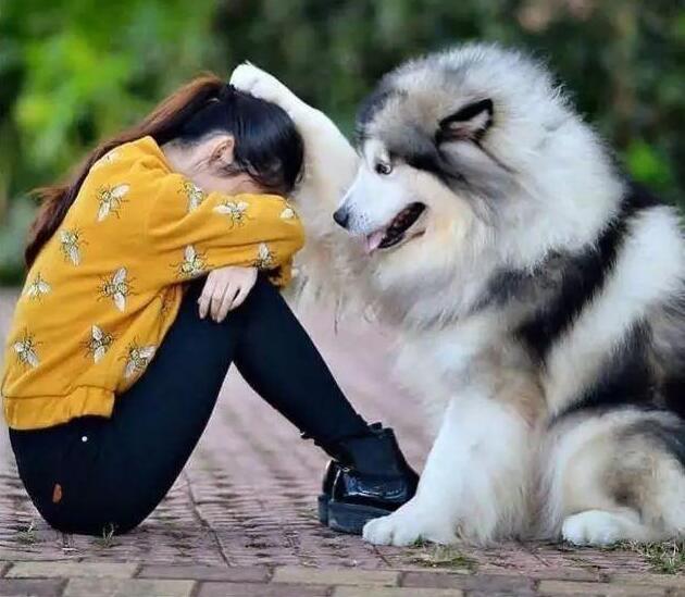史上最「最友好的」5隻狗狗，統稱「無攻擊性犬種」