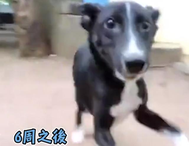 無毛流浪狗躲麻布袋裡，獲救後6周變化驚人，網友驚呼快樂天使