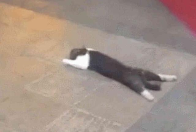 奶牛貓被主人揍一頓就不見了，找到時，這傢伙姿勢讓人笑噴