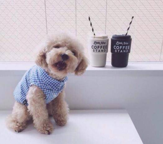 泰迪犬獨自在家14天，本以為死了卻堅強的活了下來！