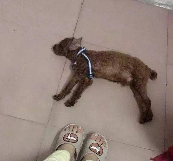 泰迪犬獨自在家14天，本以為死了卻堅強的活了下來！