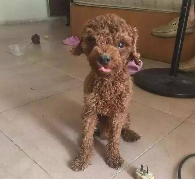 泰迪犬獨自在家14天，本以為死了卻堅強的活了下來！