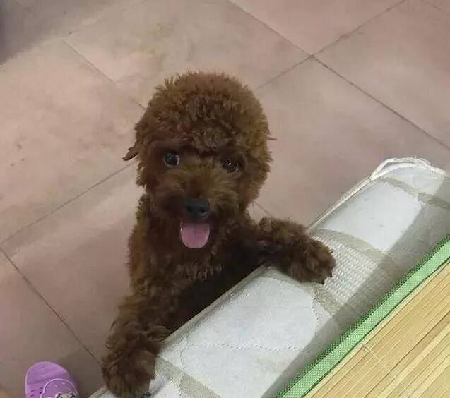 泰迪犬獨自在家14天，本以為死了卻堅強的活了下來！