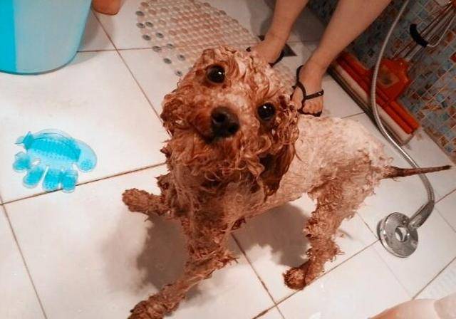 泰迪犬獨自在家14天，本以為死了卻堅強的活了下來！