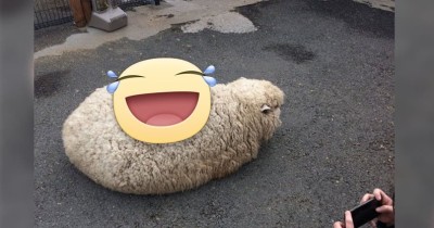 千萬別帶柯基去沙灘！他以身試法「帶去散步」，結果大仆街「吃得滿嘴沙」回家... 