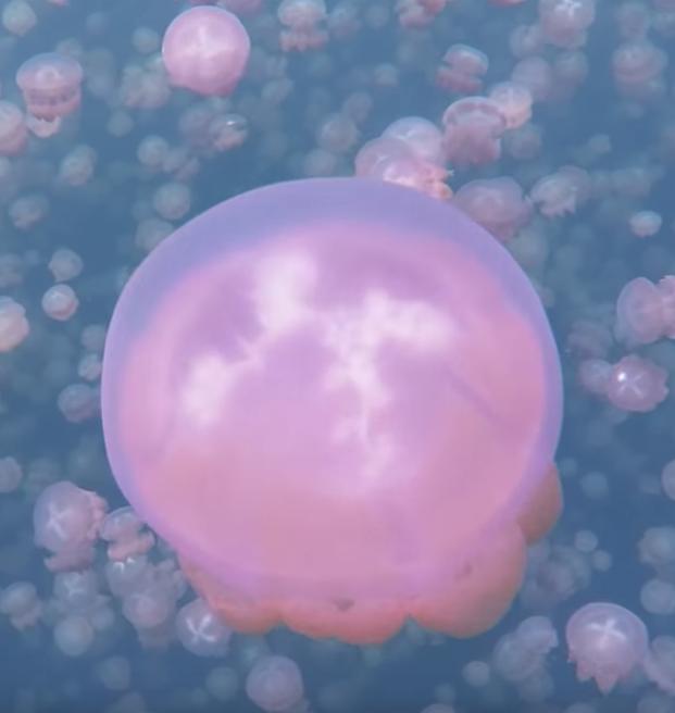跳進魔幻水母湖彷彿置身在外星世界　成千上萬隻小水母陪游泳一生難忘 