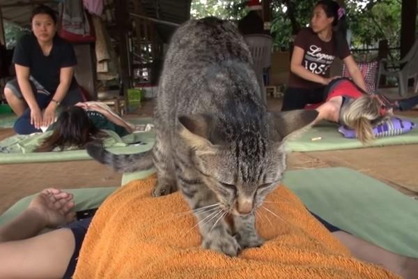 泰國公園驚現貓咪「按摩師」，網友：自己的罐頭自己賺