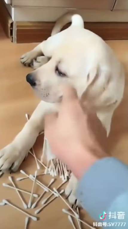 狗媽媽求主人不要打破壞王兒子　拚命以身護兒：牠知道錯了 