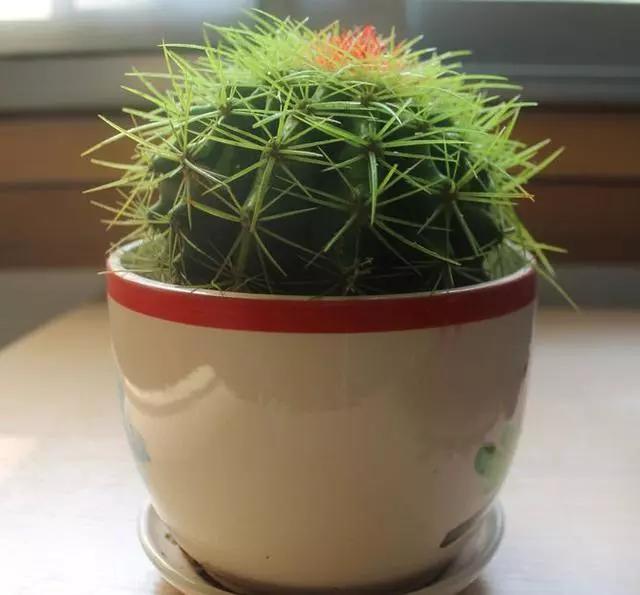 心理學：選一個你喜歡的植物，測你的嫉妒心有多重