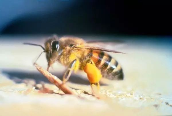 世界最可怕的25 種動物，遇見了要躲開