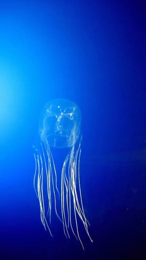 世界最可怕的25 種動物，遇見了要躲開