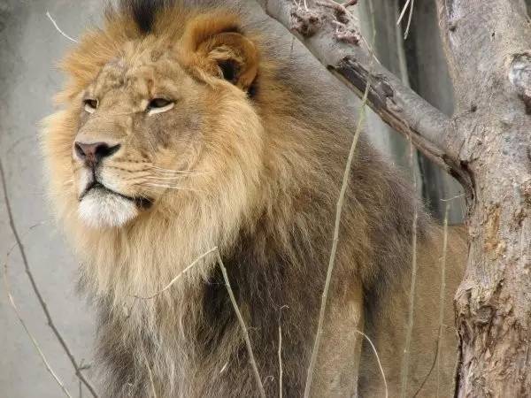 世界最可怕的25 種動物，遇見了要躲開