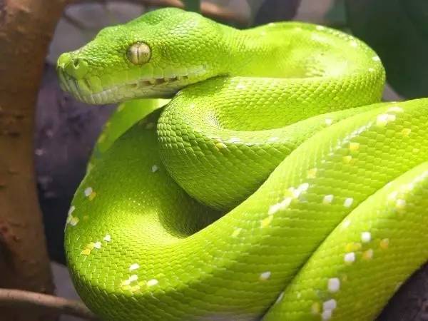 世界最可怕的25 種動物，遇見了要躲開