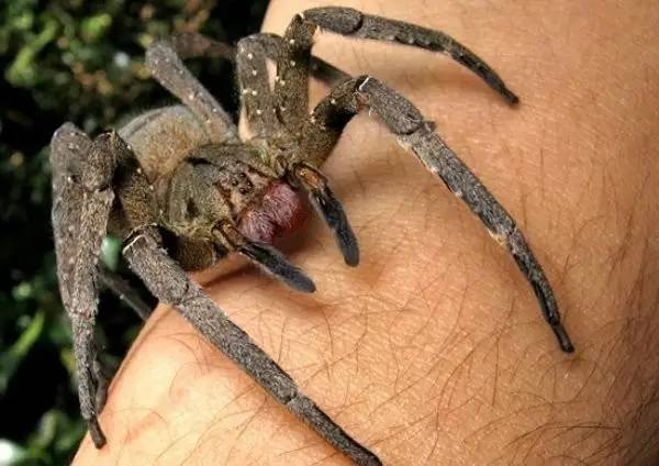 世界最可怕的25 種動物，遇見了要躲開