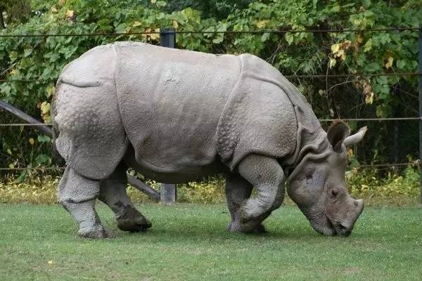 世界最可怕的25 種動物，遇見了要躲開
