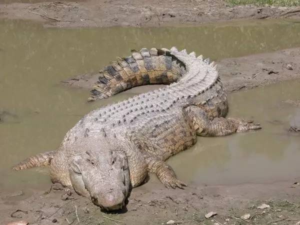 世界最可怕的25 種動物，遇見了要躲開
