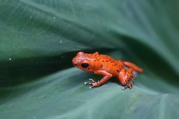 世界最可怕的25 種動物，遇見了要躲開