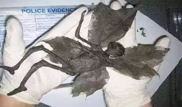 曾經瘋傳的20張假圖片，你是不是也被騙過呢？