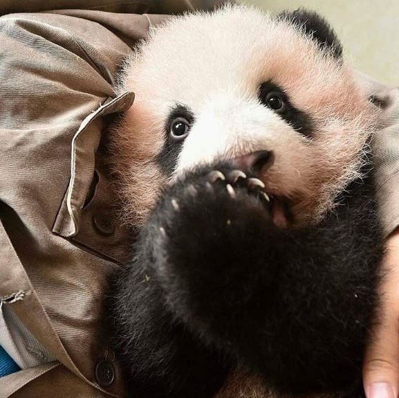 20 張超可愛的動物照片～看完後心都快被融化了～